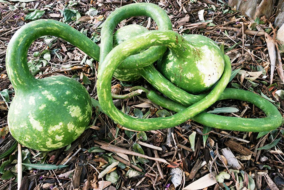 Long-Handled Dipper Gourd - Image 3