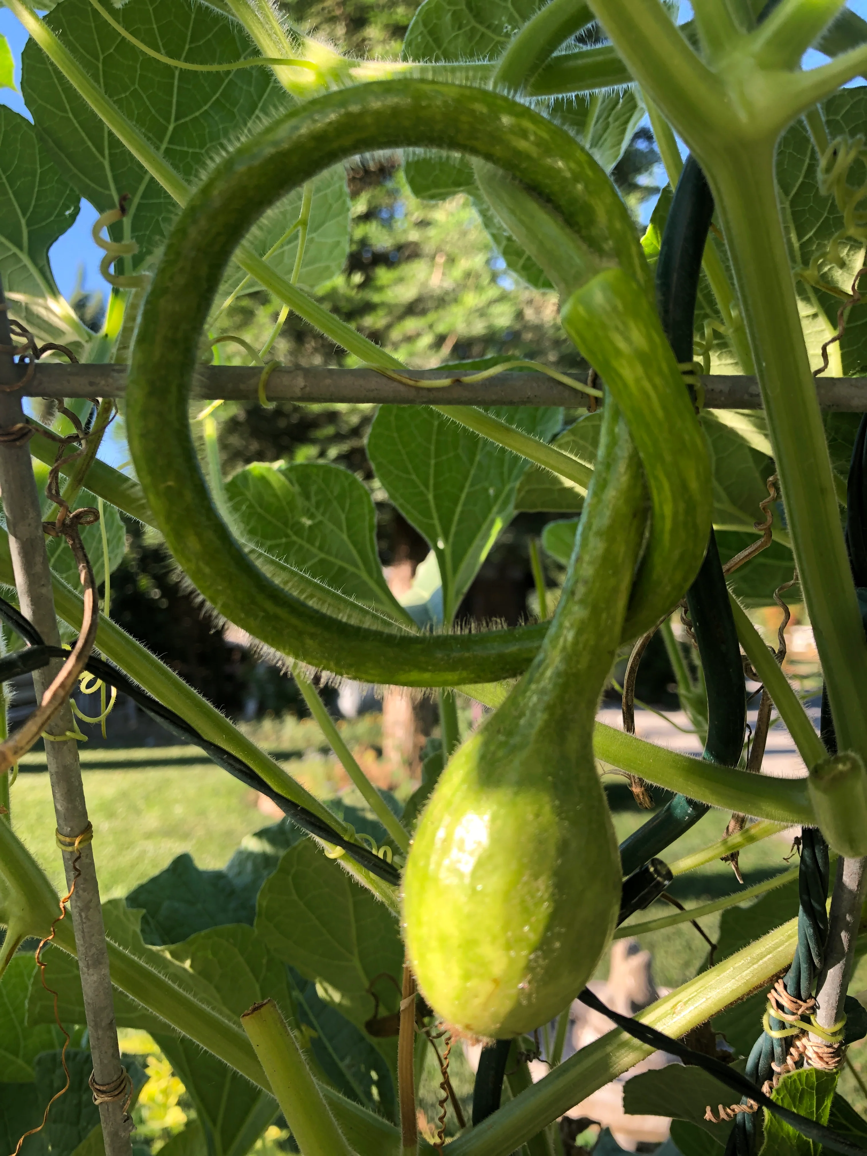 Long-Handled Dipper Gourd - Image 5