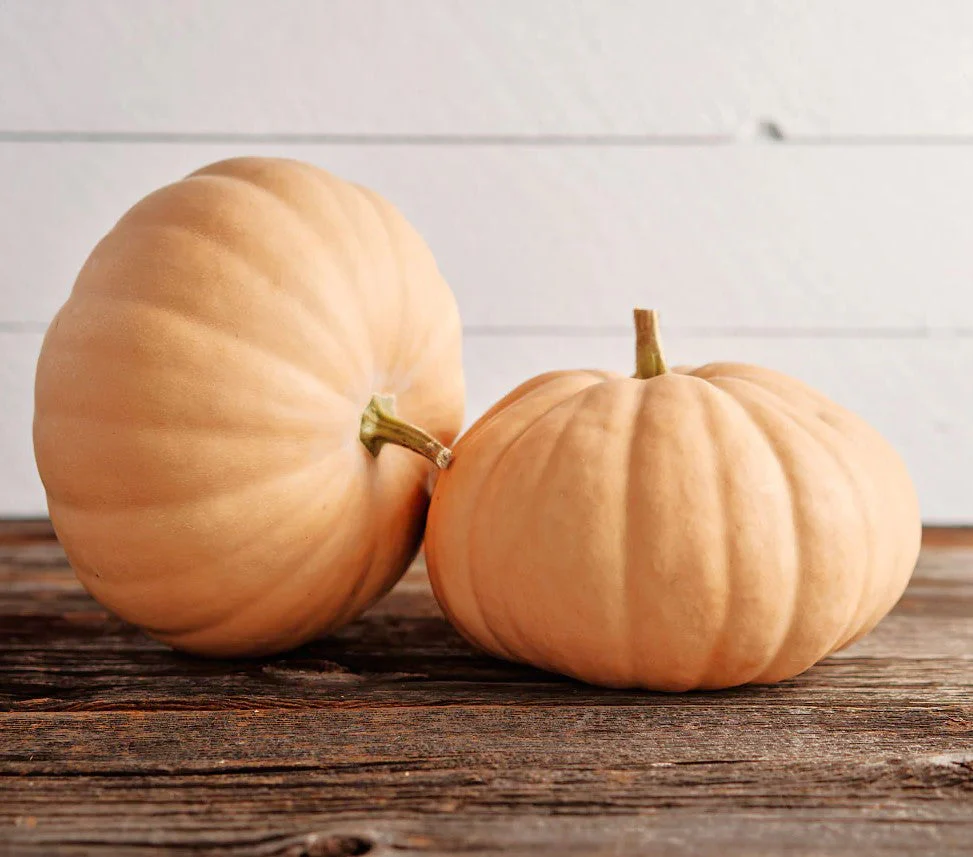 Long Island Cheese Pumpkin - Image 3