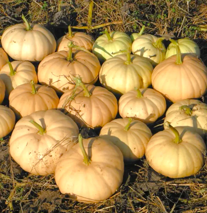 Long Island Cheese Pumpkin - Image 6