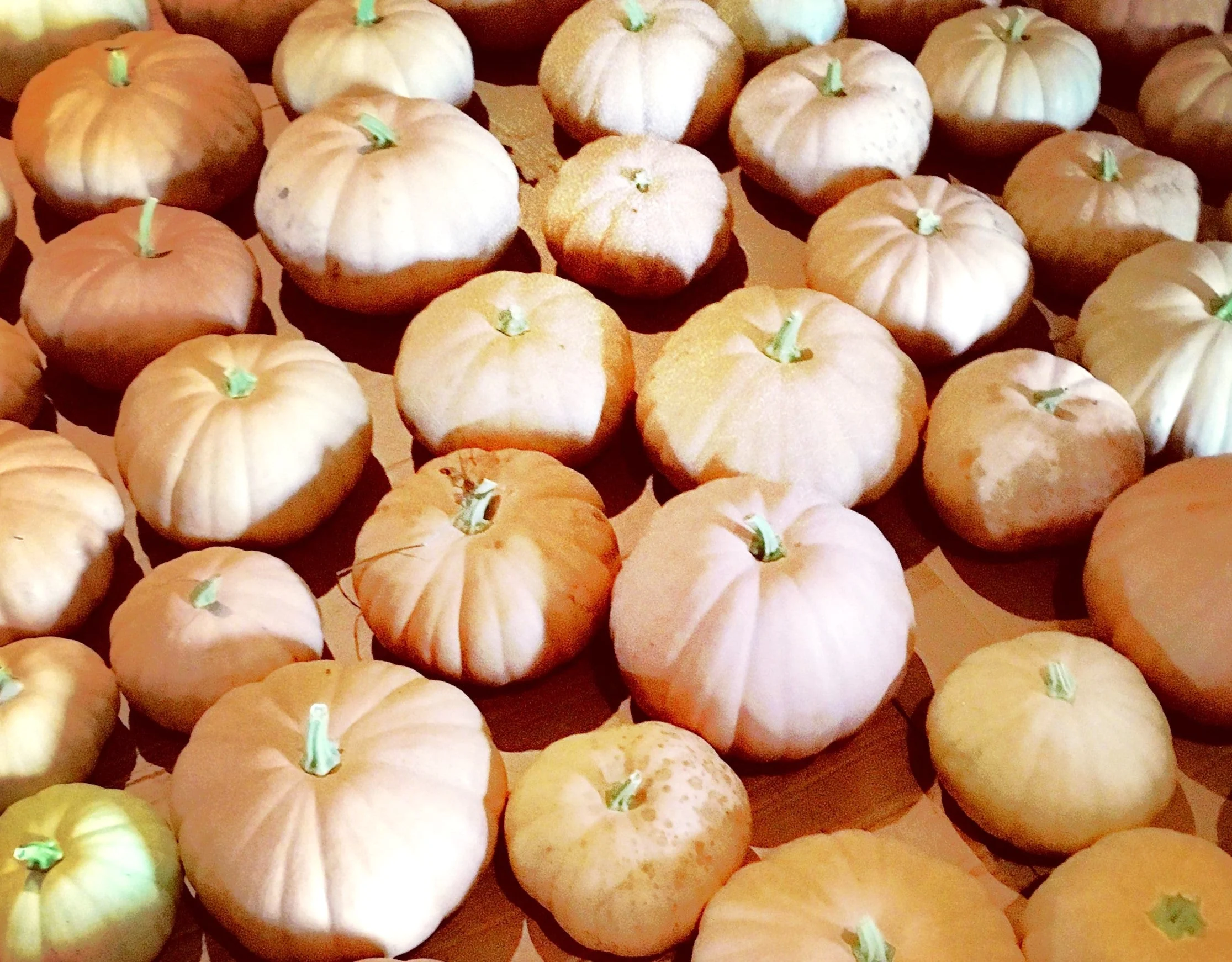 Long Island Cheese Pumpkin - Image 7