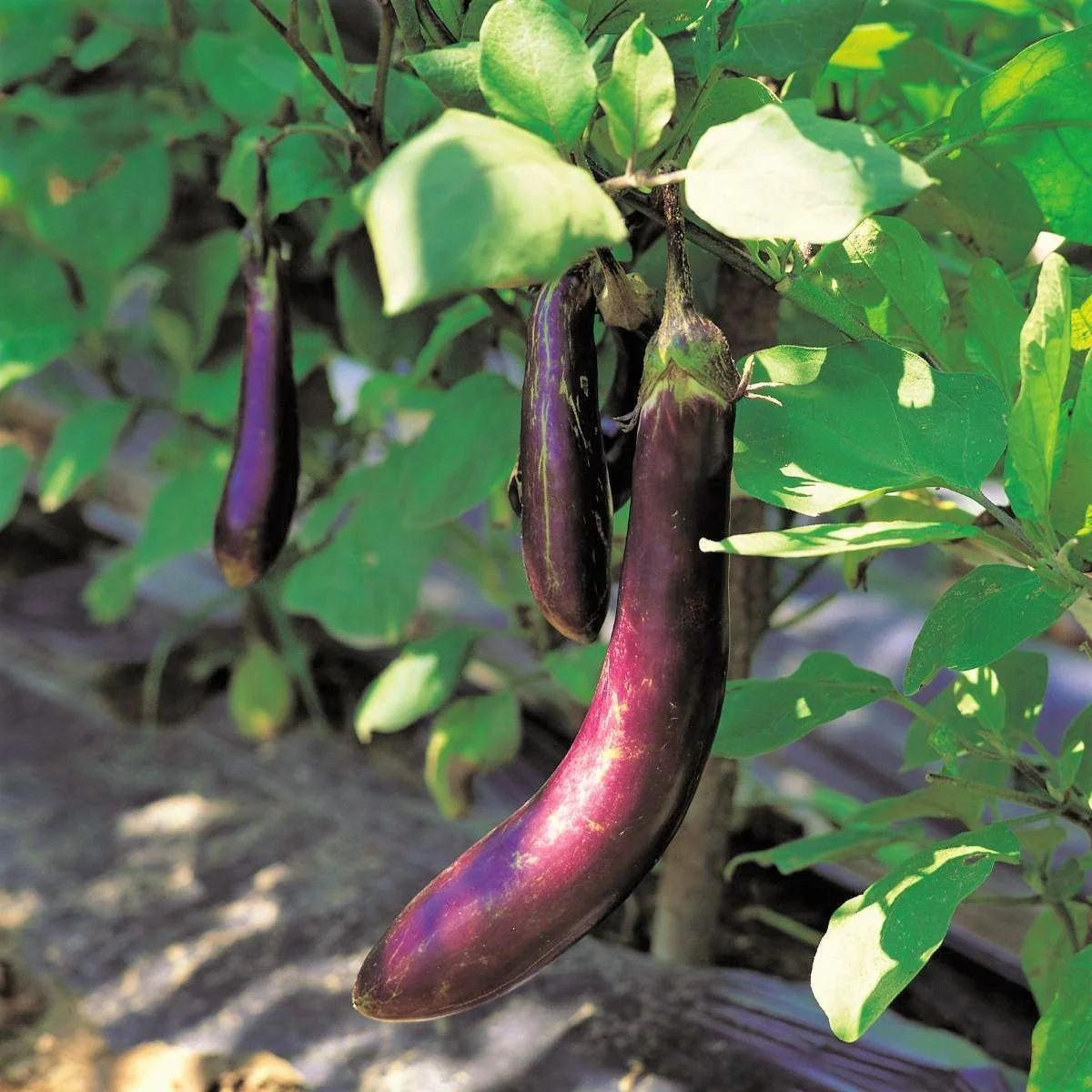 Long Purple Eggplant - Image 3