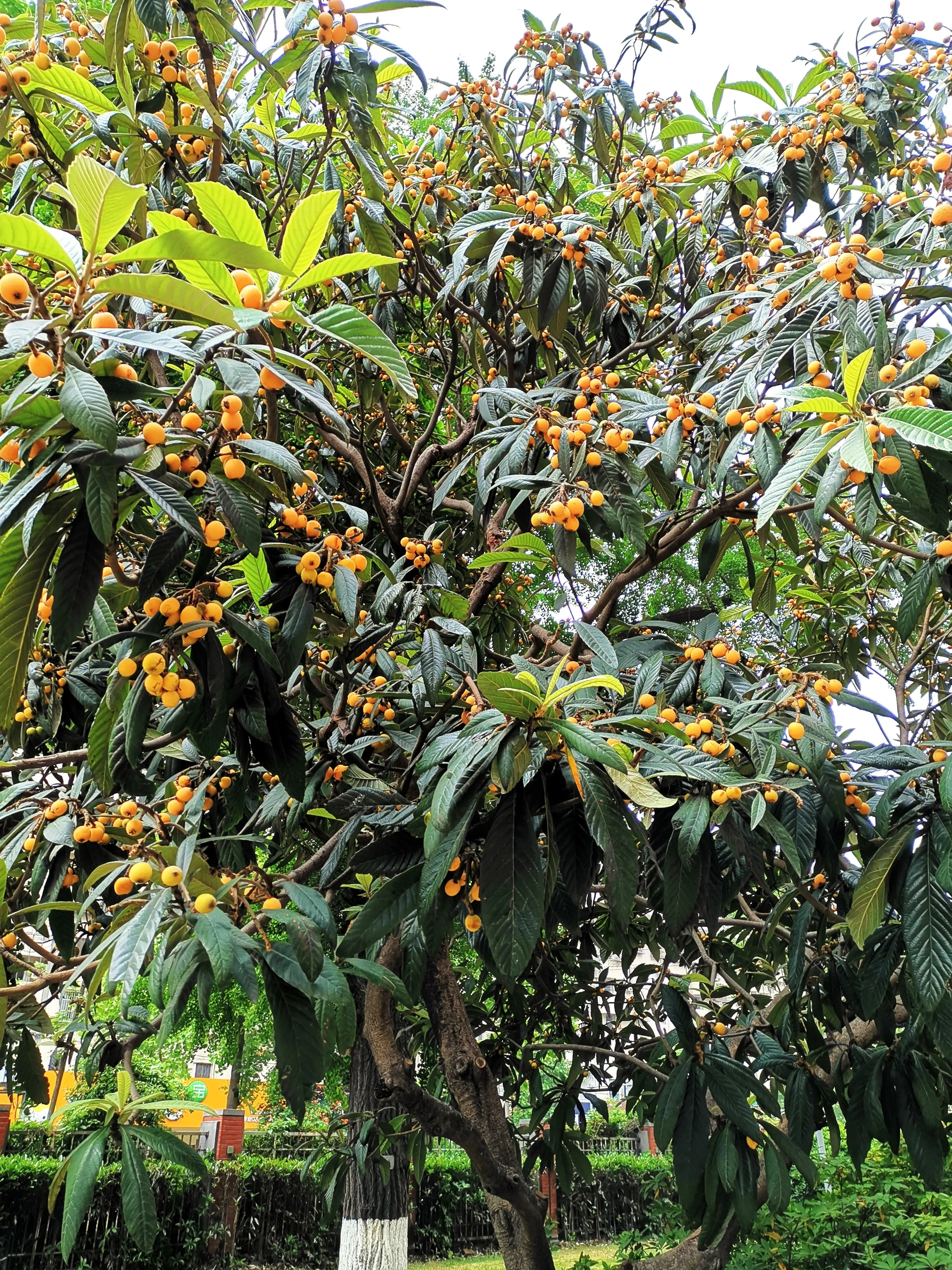 Loquat Tree - Image 2