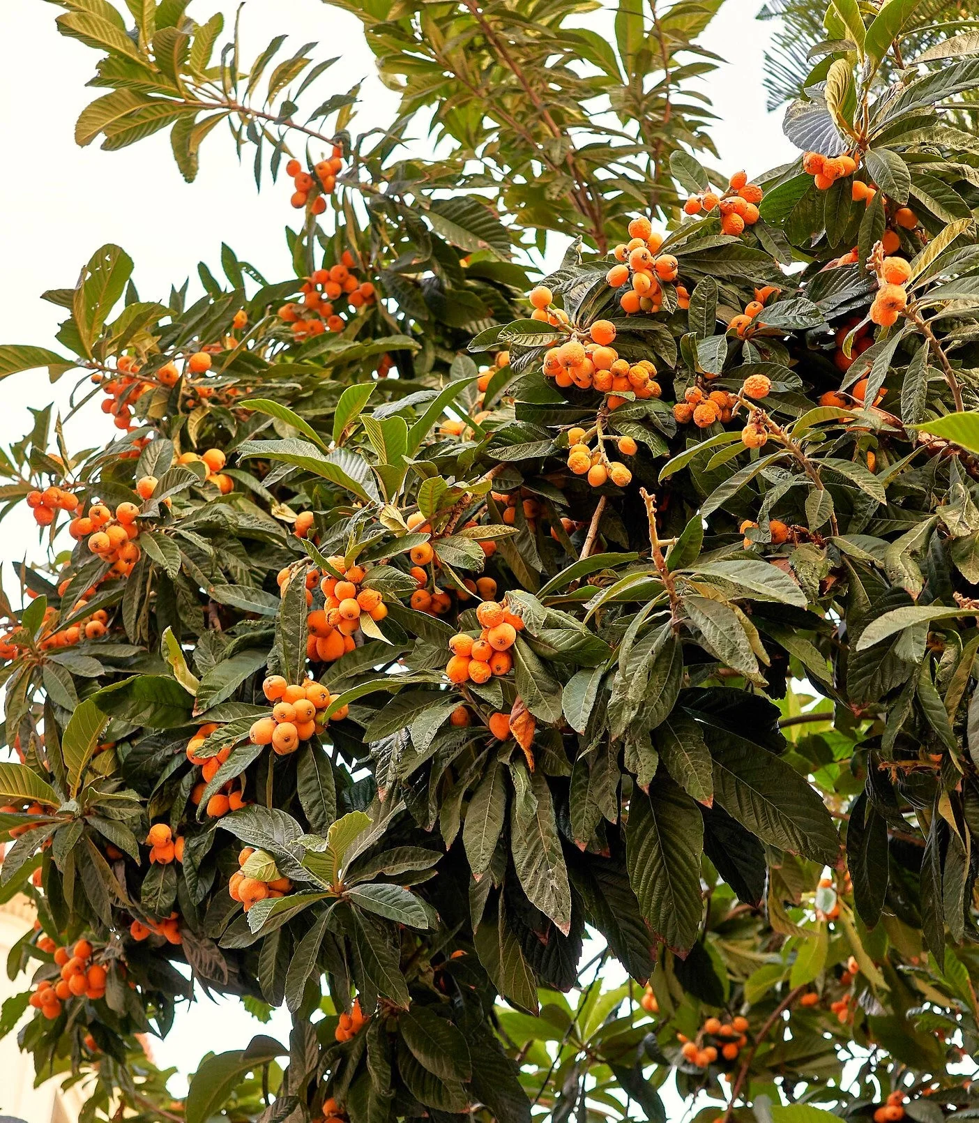 Loquat Tree - Image 3