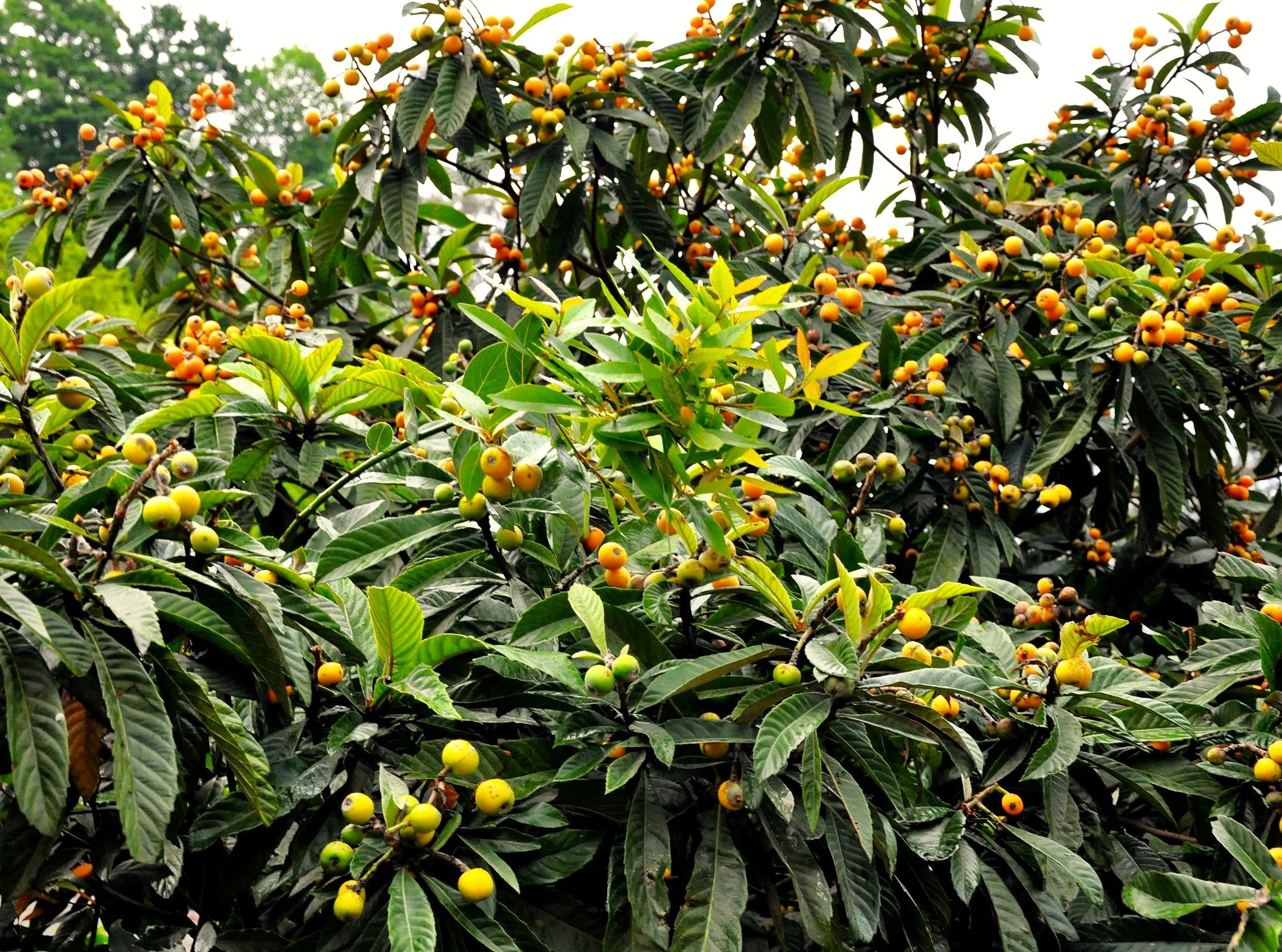 Loquat Tree - Image 4