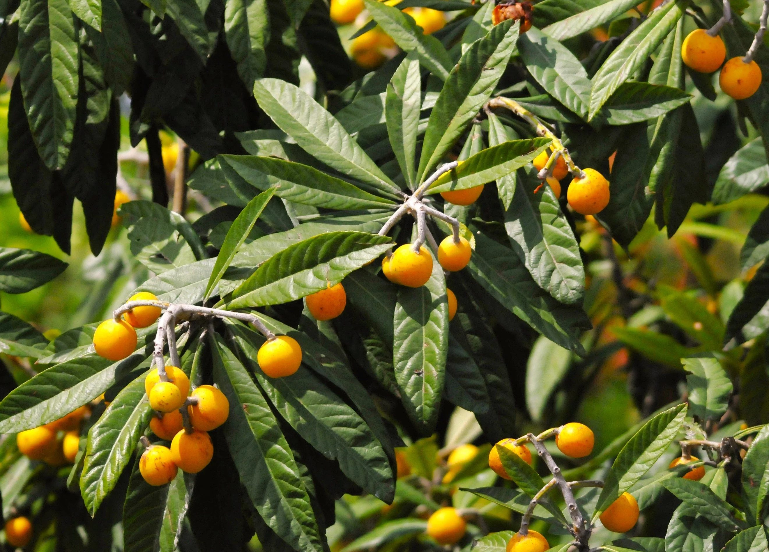 Loquat Tree - Image 5