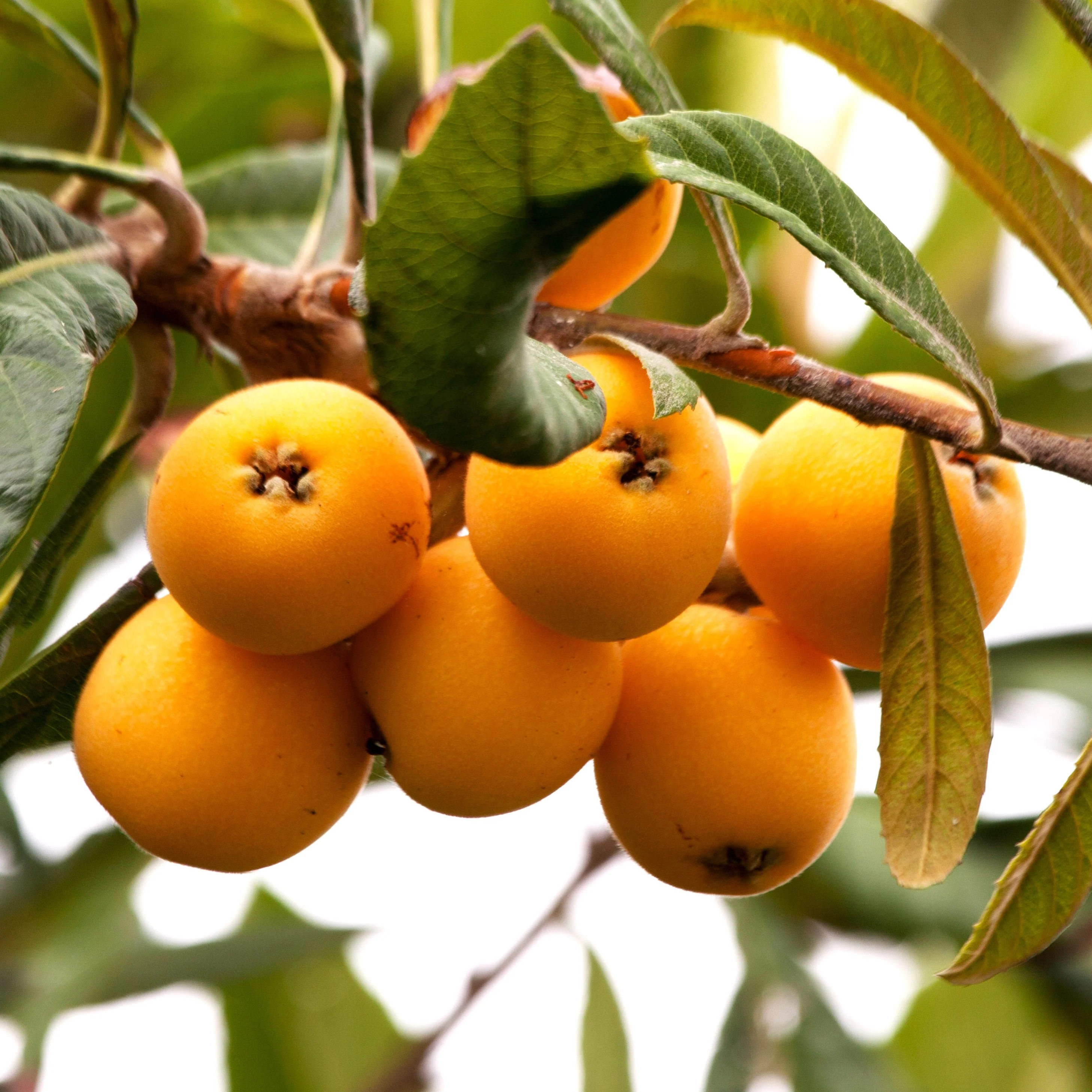 Loquat Tree - Image 7