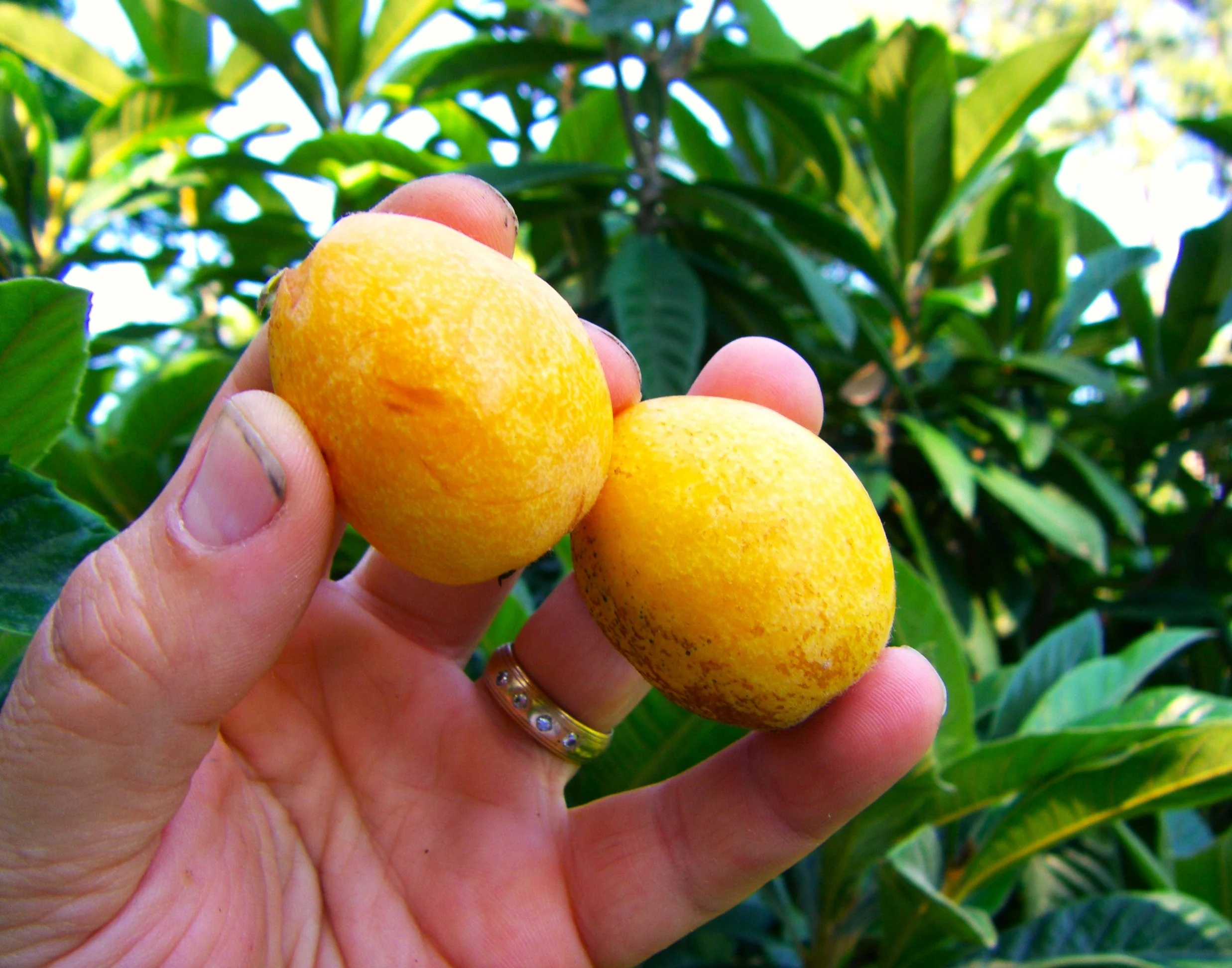 Loquat Tree - Image 8