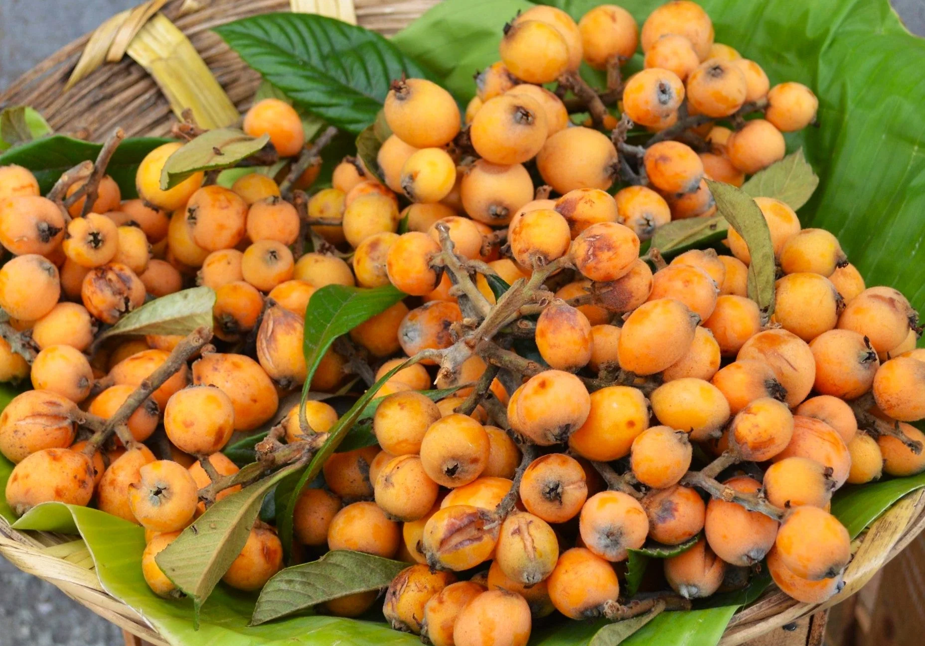 Loquat Tree - Image 9