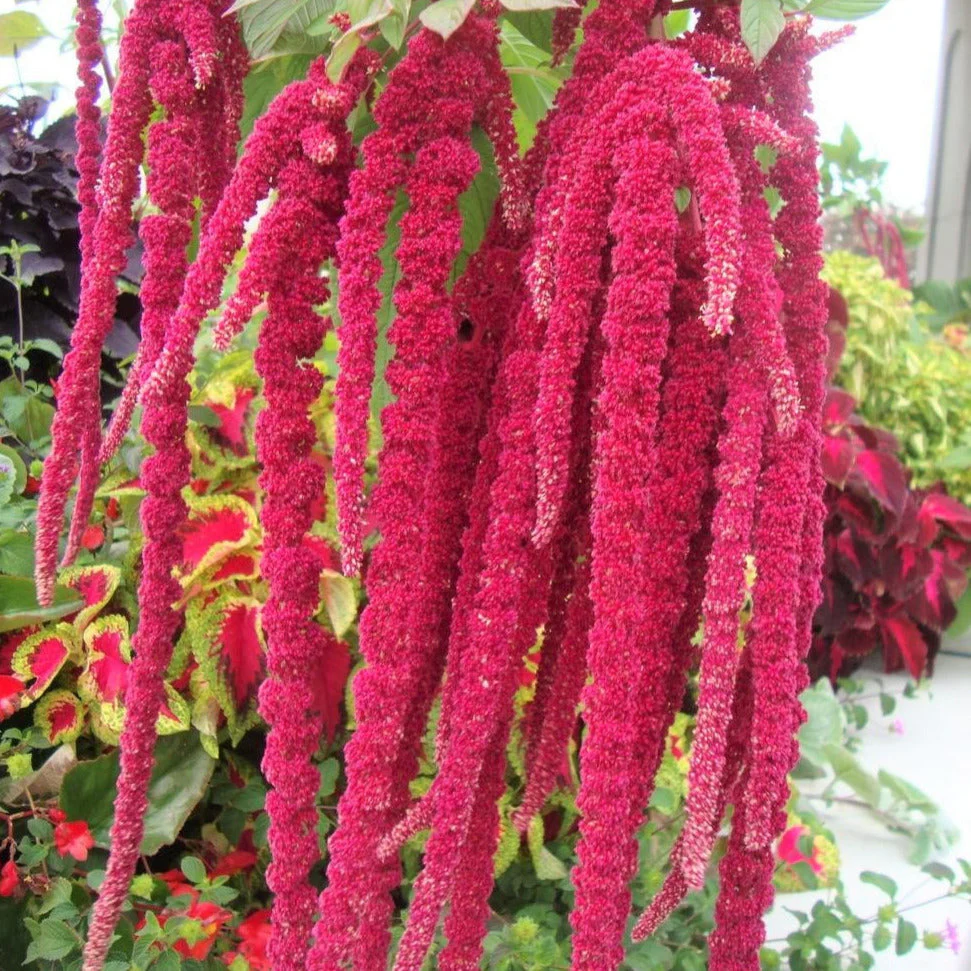Love Lies Bleeding