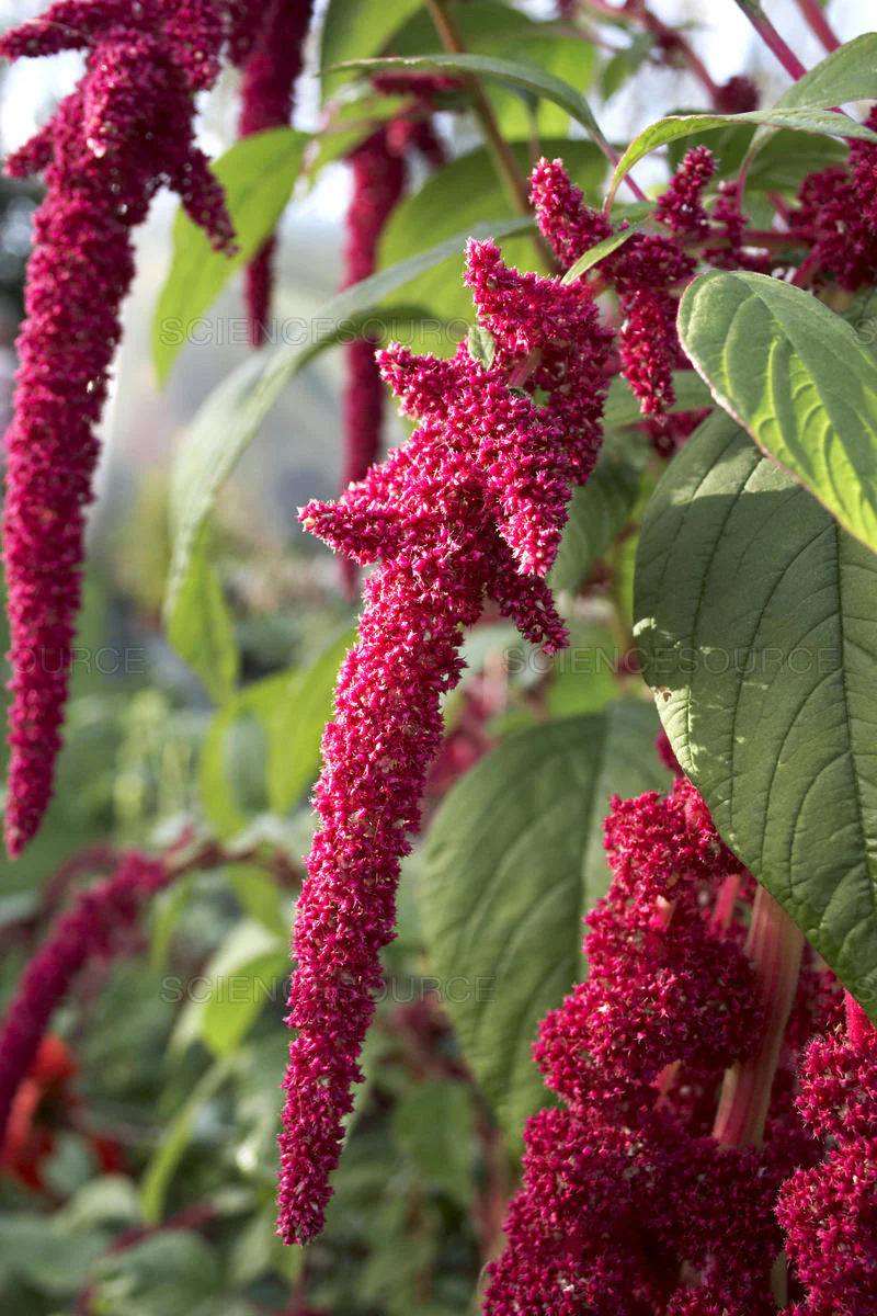 Love Lies Bleeding - Image 3