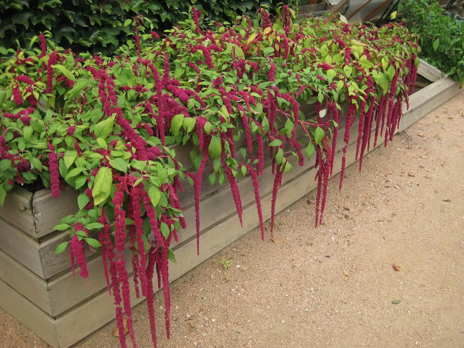 Love Lies Bleeding - Image 5