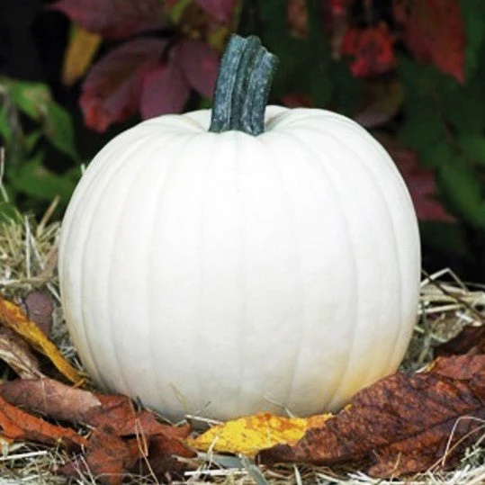 Lumina White Pumpkin