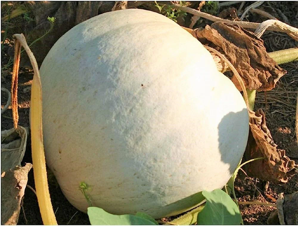 Lumina White Pumpkin - Image 2