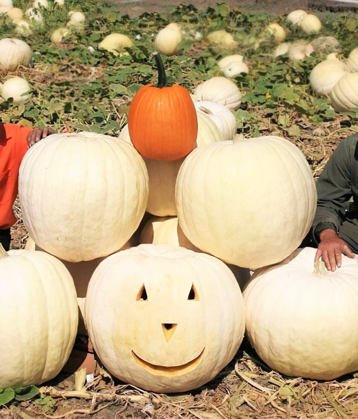 Lumina White Pumpkin - Image 3