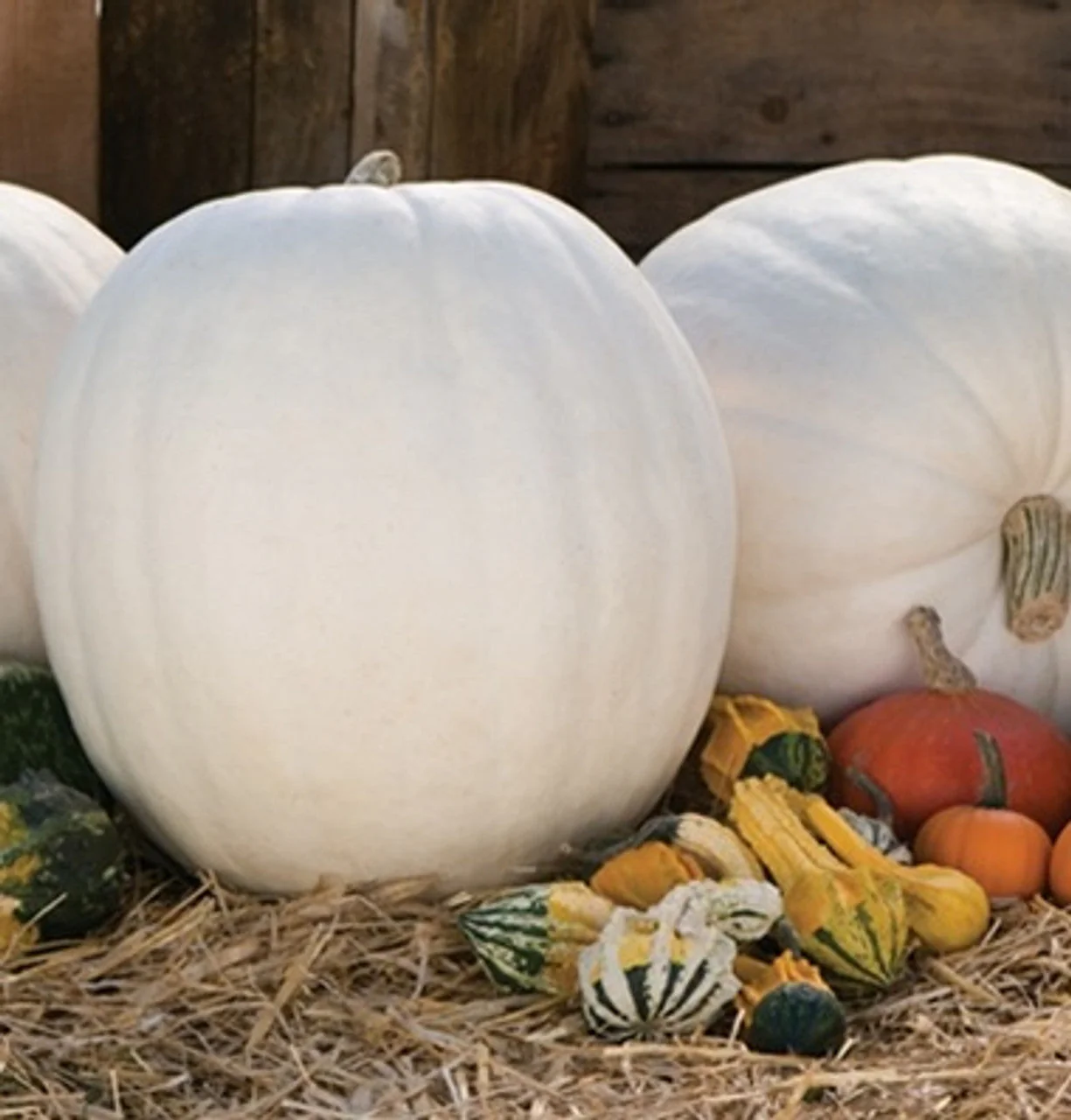 Lumina White Pumpkin - Image 4