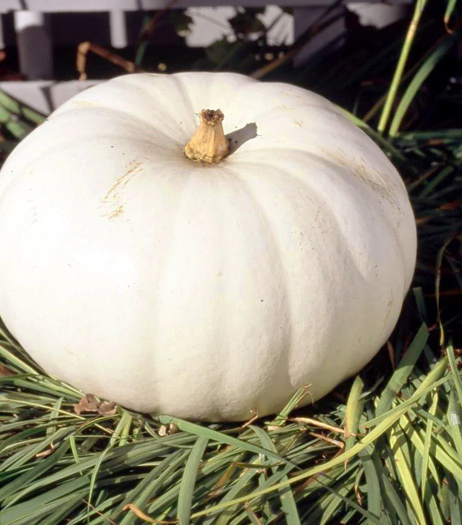 Lumina White Pumpkin - Image 5