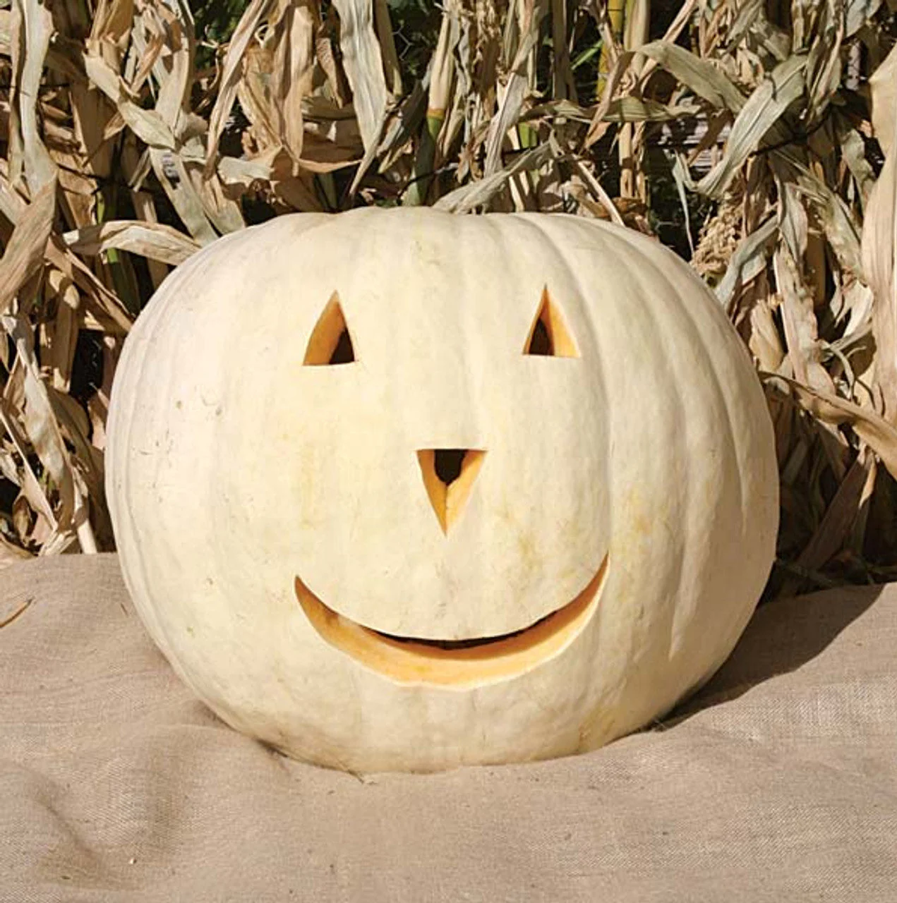 Lumina White Pumpkin - Image 7