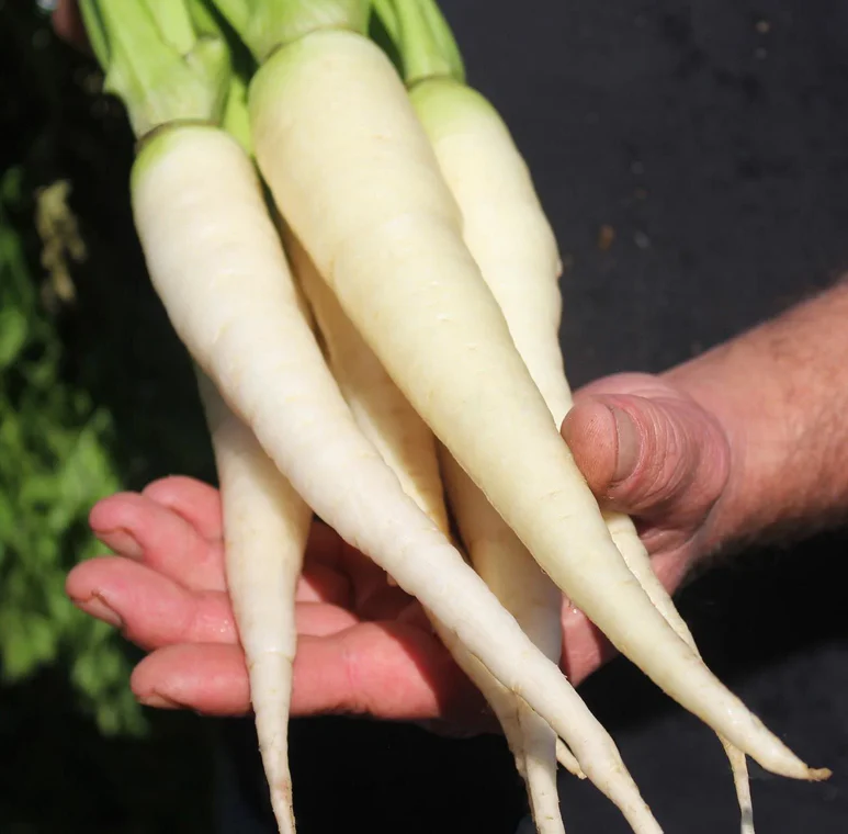 Lunar White Carrot - Image 6