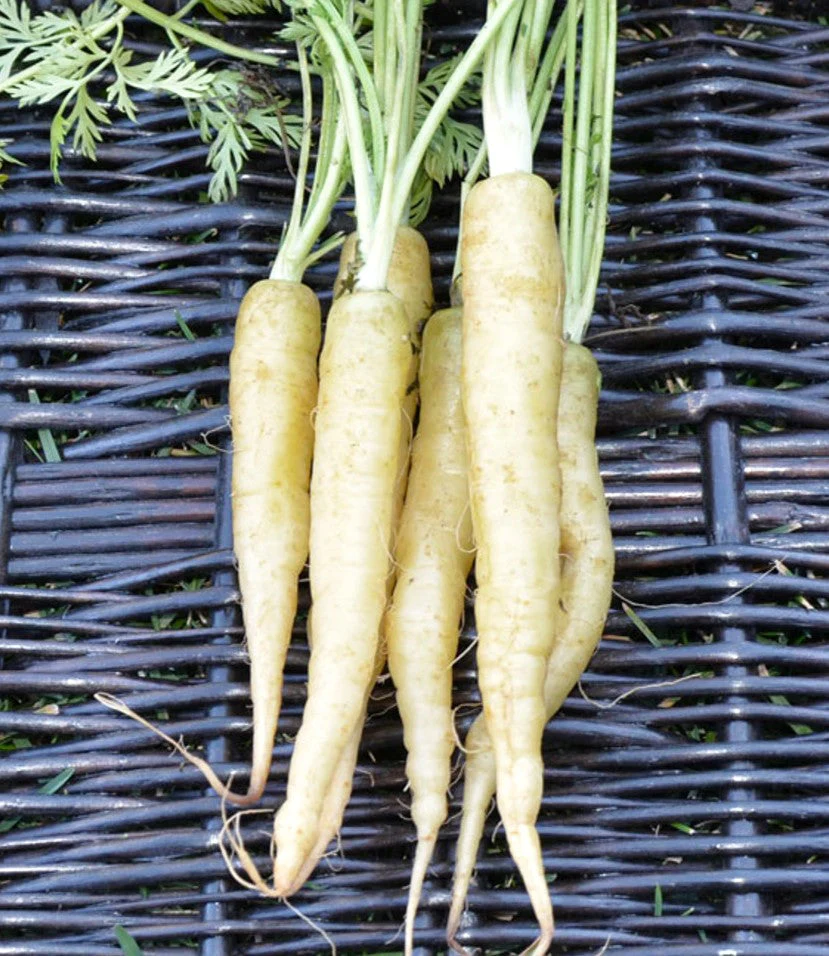 Lunar White Carrot - Image 9