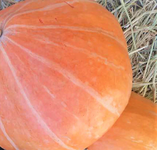 Mammoth Gold Pumpkin - Image 3