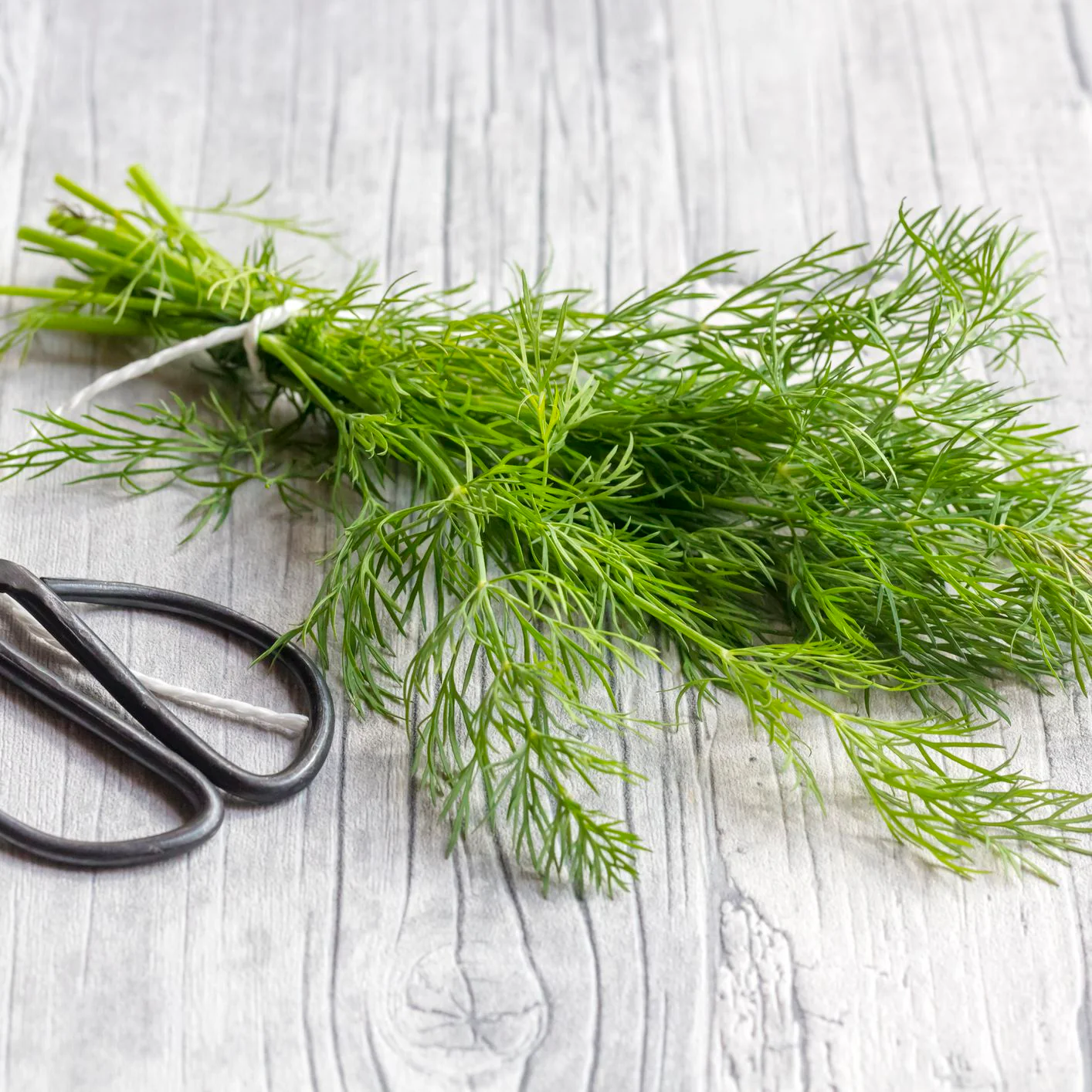 Mammoth Long Island Dill - Image 3