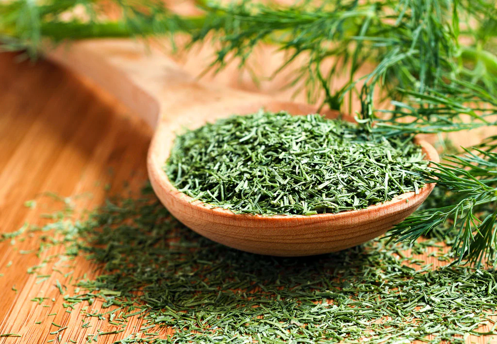 Mammoth Long Island Dill - Image 4