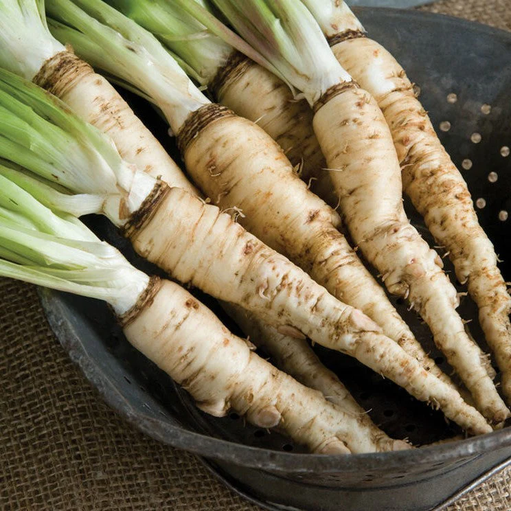 Mammoth Sandwich Island Salsify - Image 3