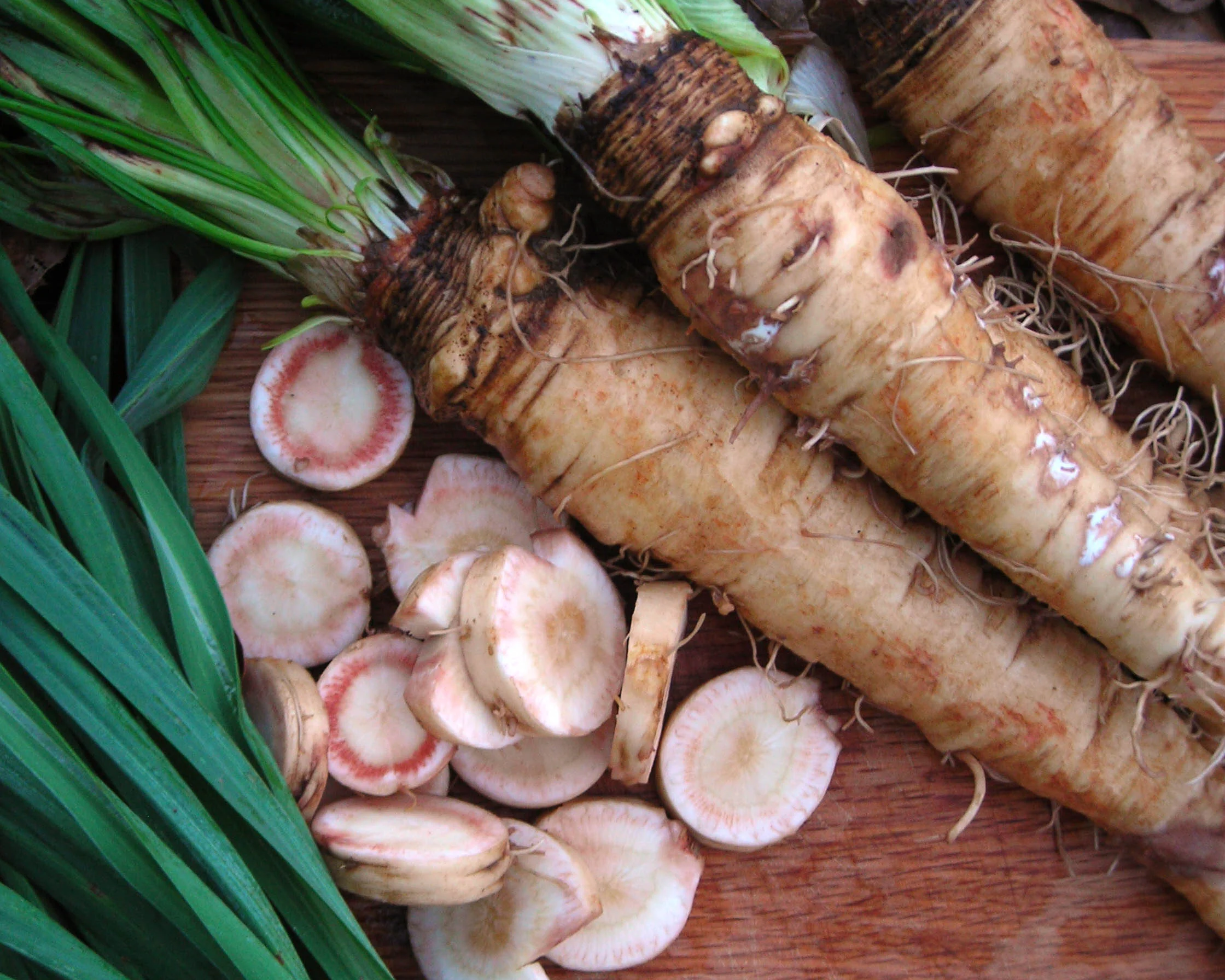 Mammoth Sandwich Island Salsify - Image 4