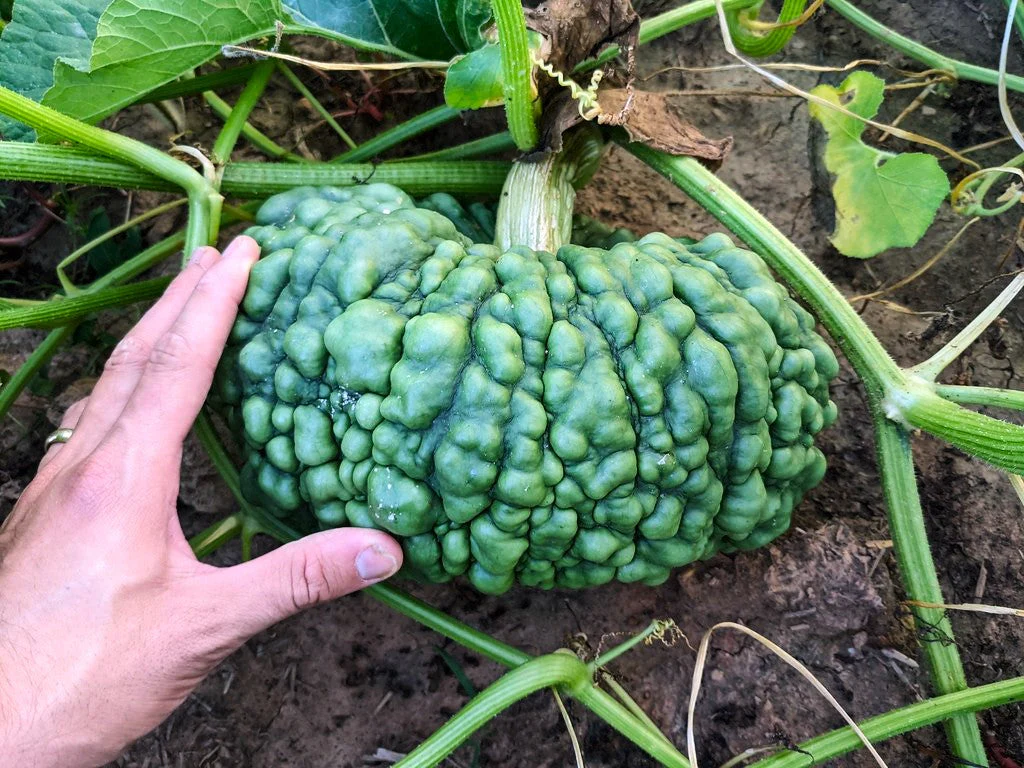 Marina Di Chioggia Squash - Image 2