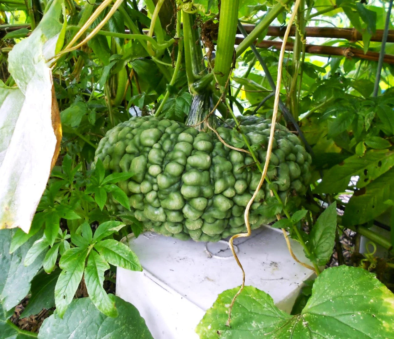 Marina Di Chioggia Squash - Image 3