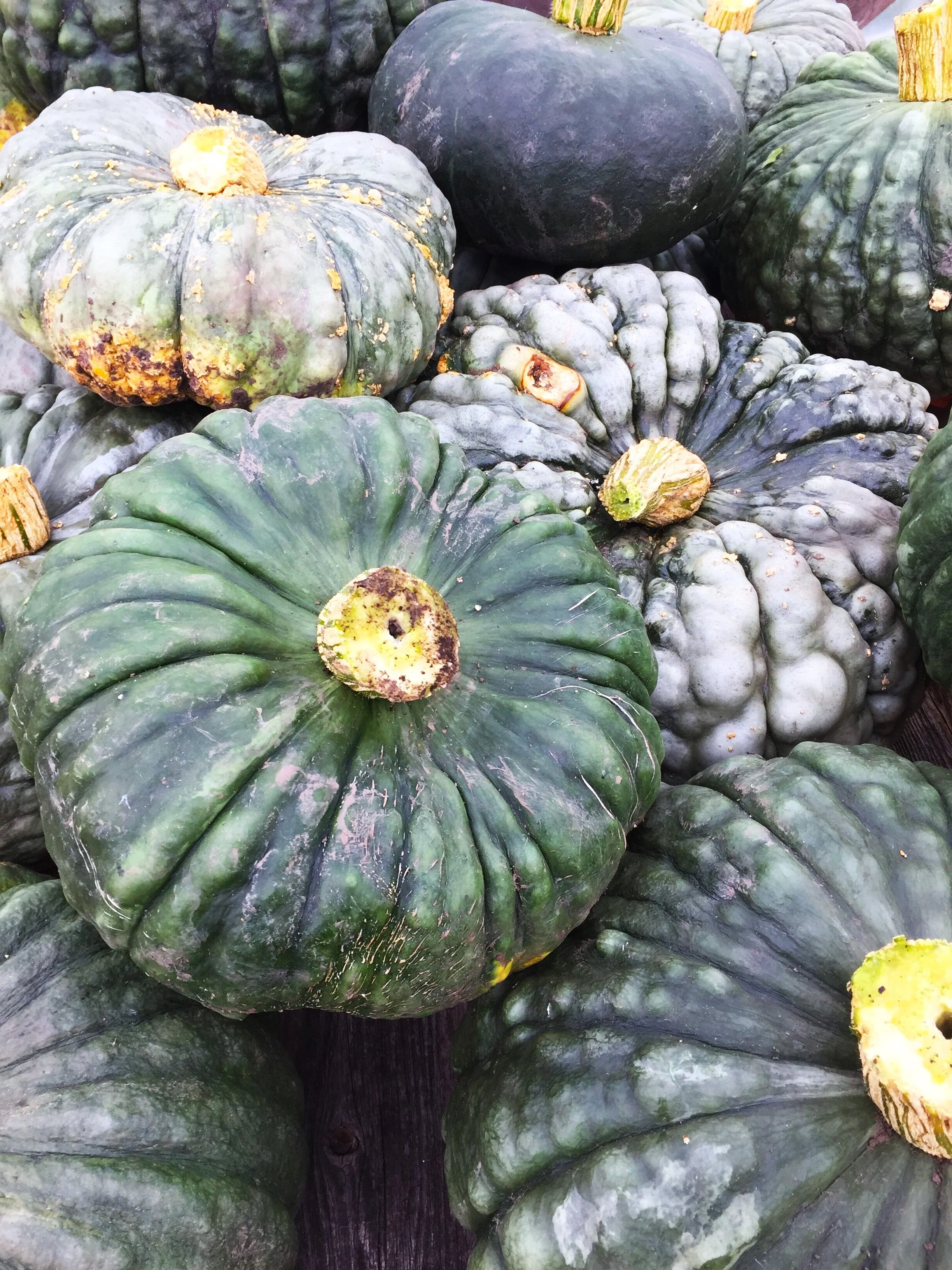 Marina Di Chioggia Squash - Image 5