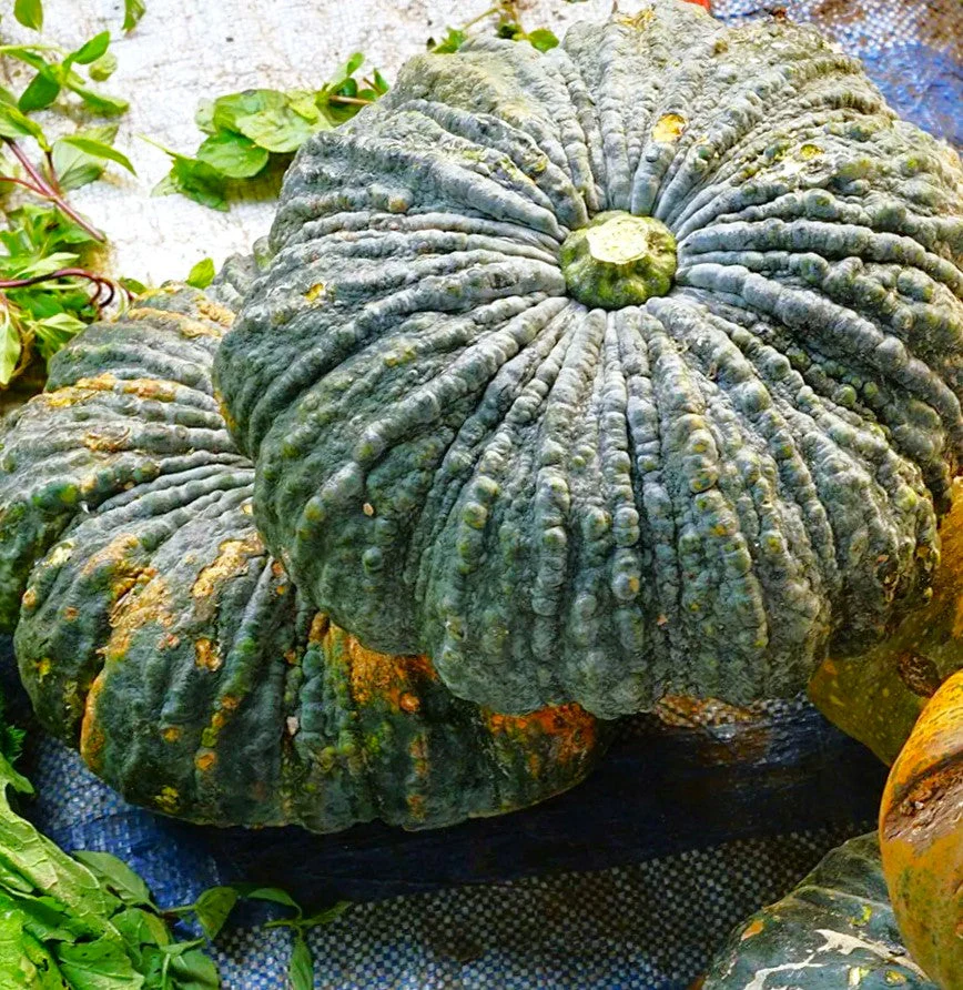 Marina Di Chioggia Squash - Image 6