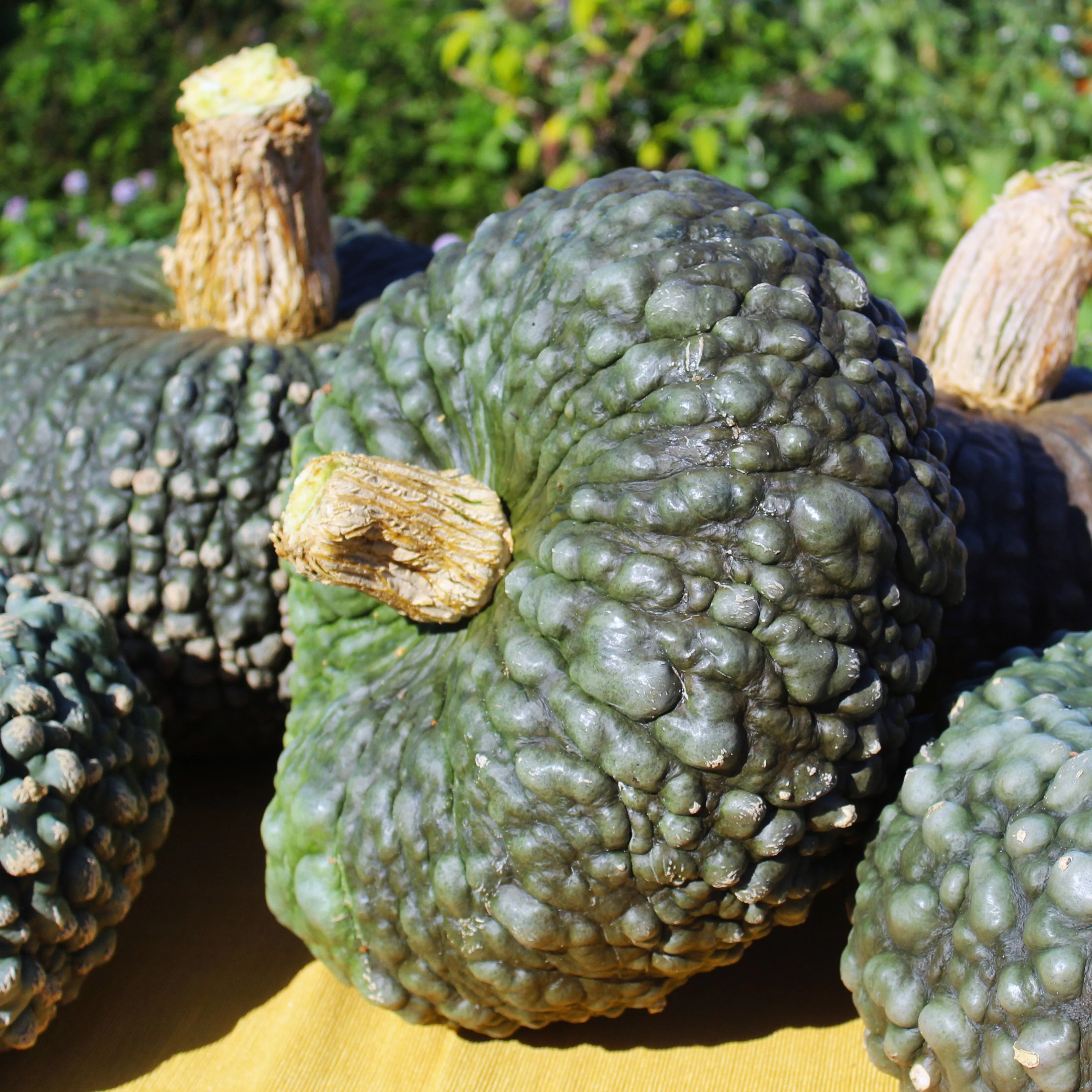 Marina Di Chioggia Squash - Image 7