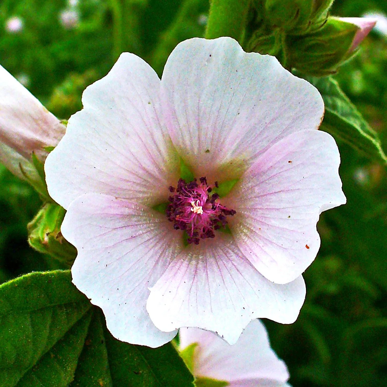 Marshmallow Plant