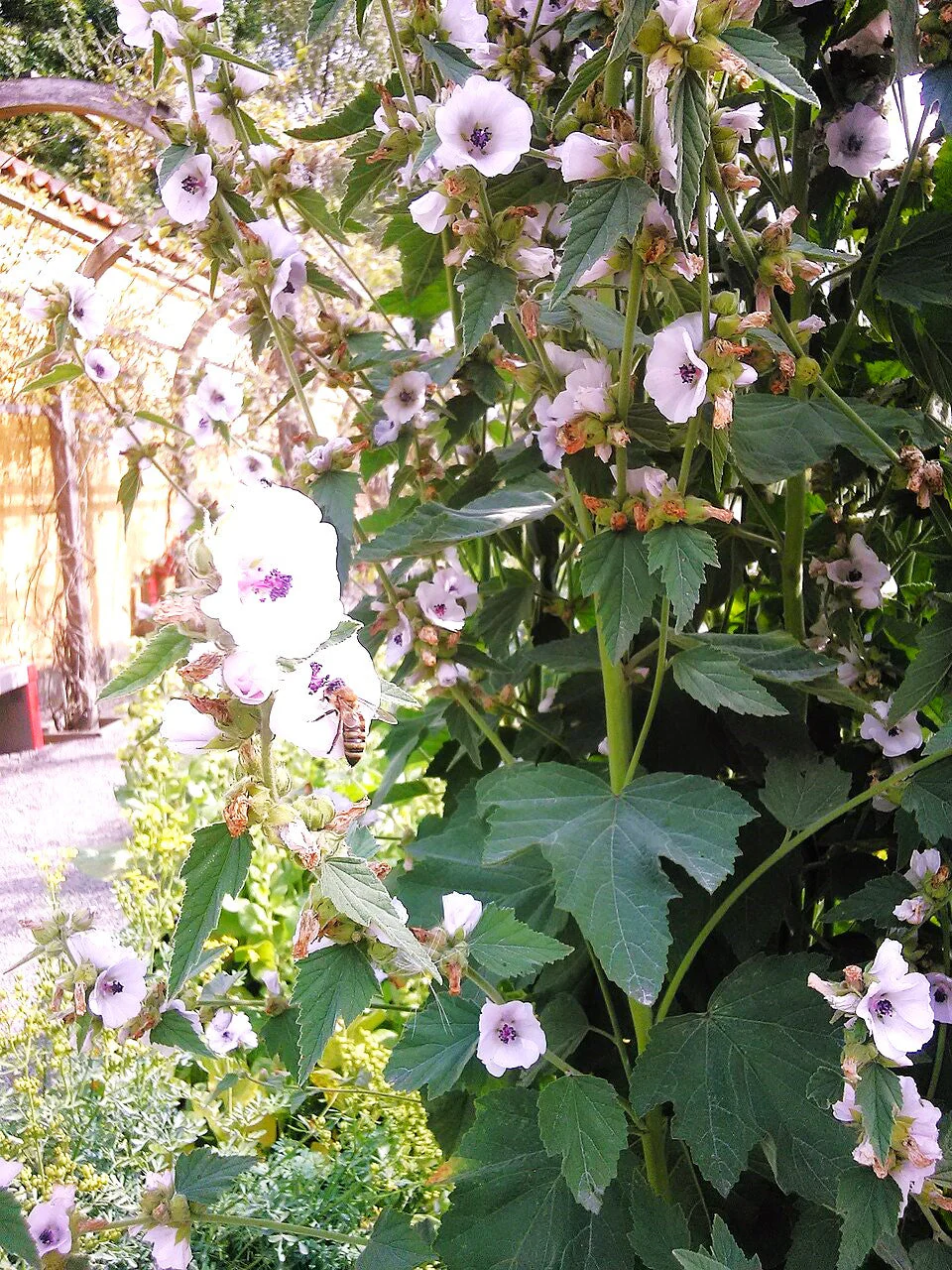 Marshmallow Plant - Image 10