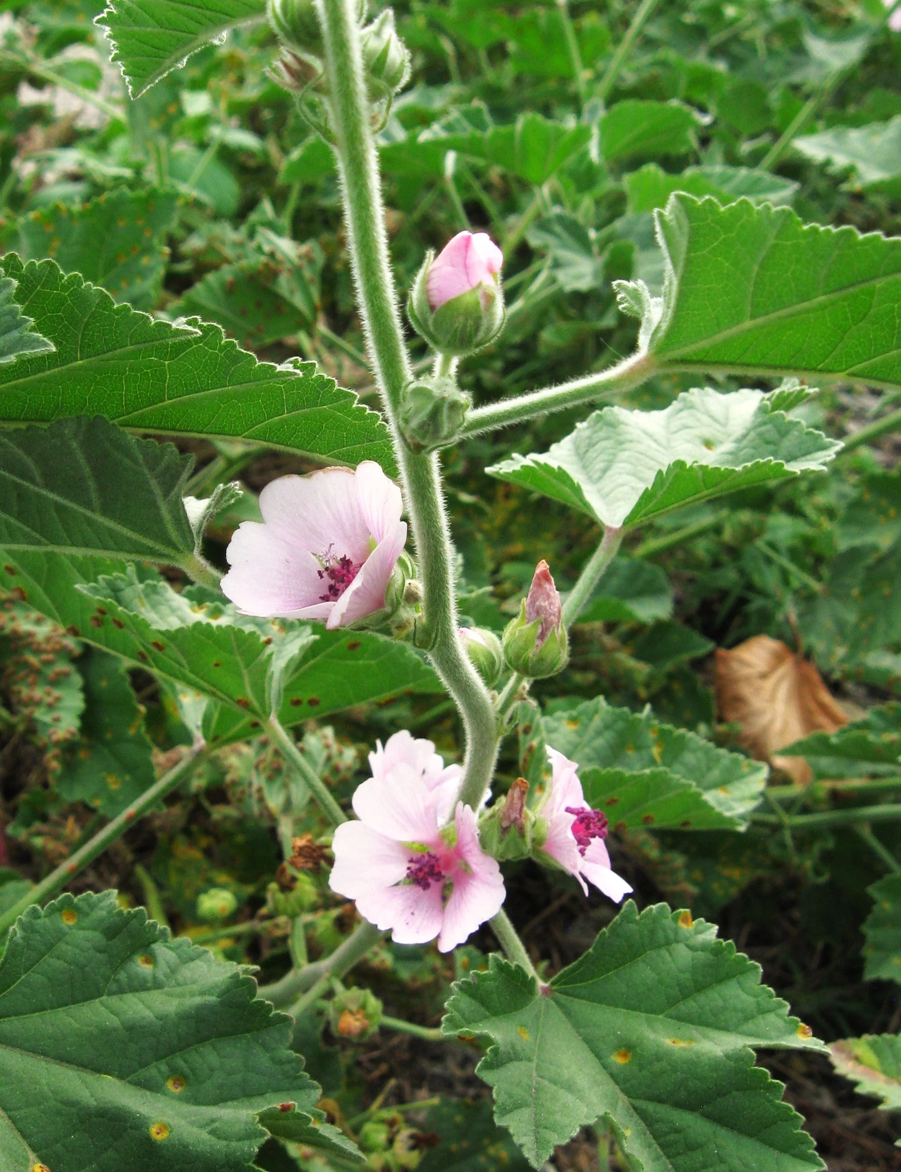 Marshmallow Plant - Image 2