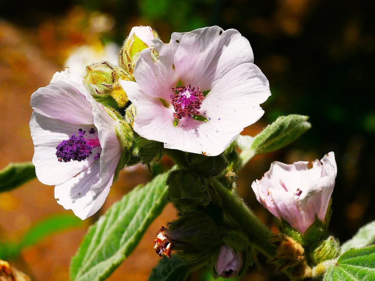 Marshmallow Plant - Image 3