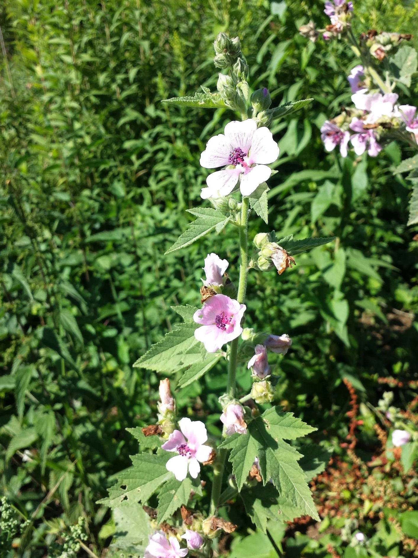 Marshmallow Plant - Image 5
