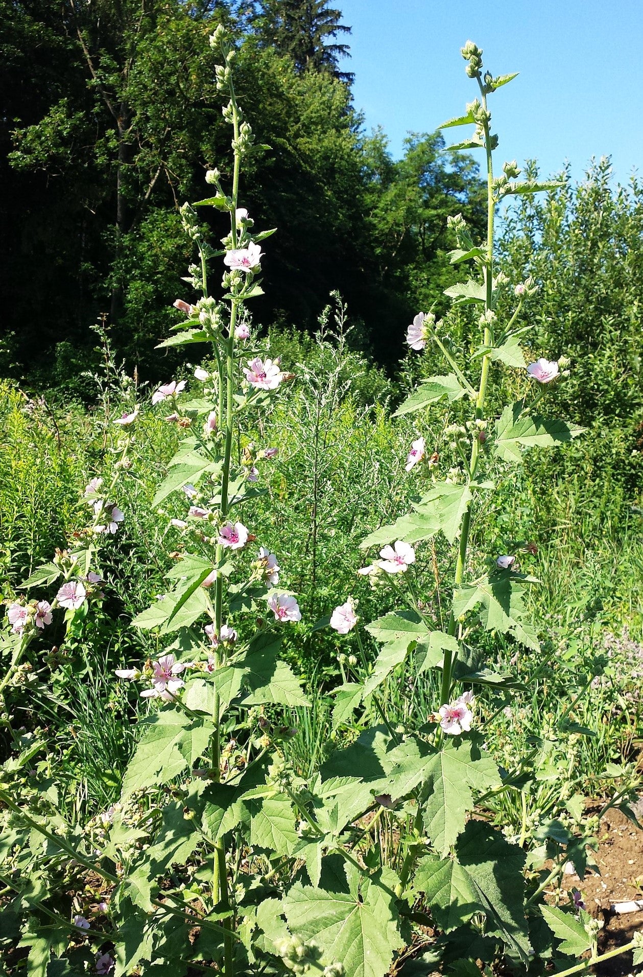 Marshmallow Plant - Image 6