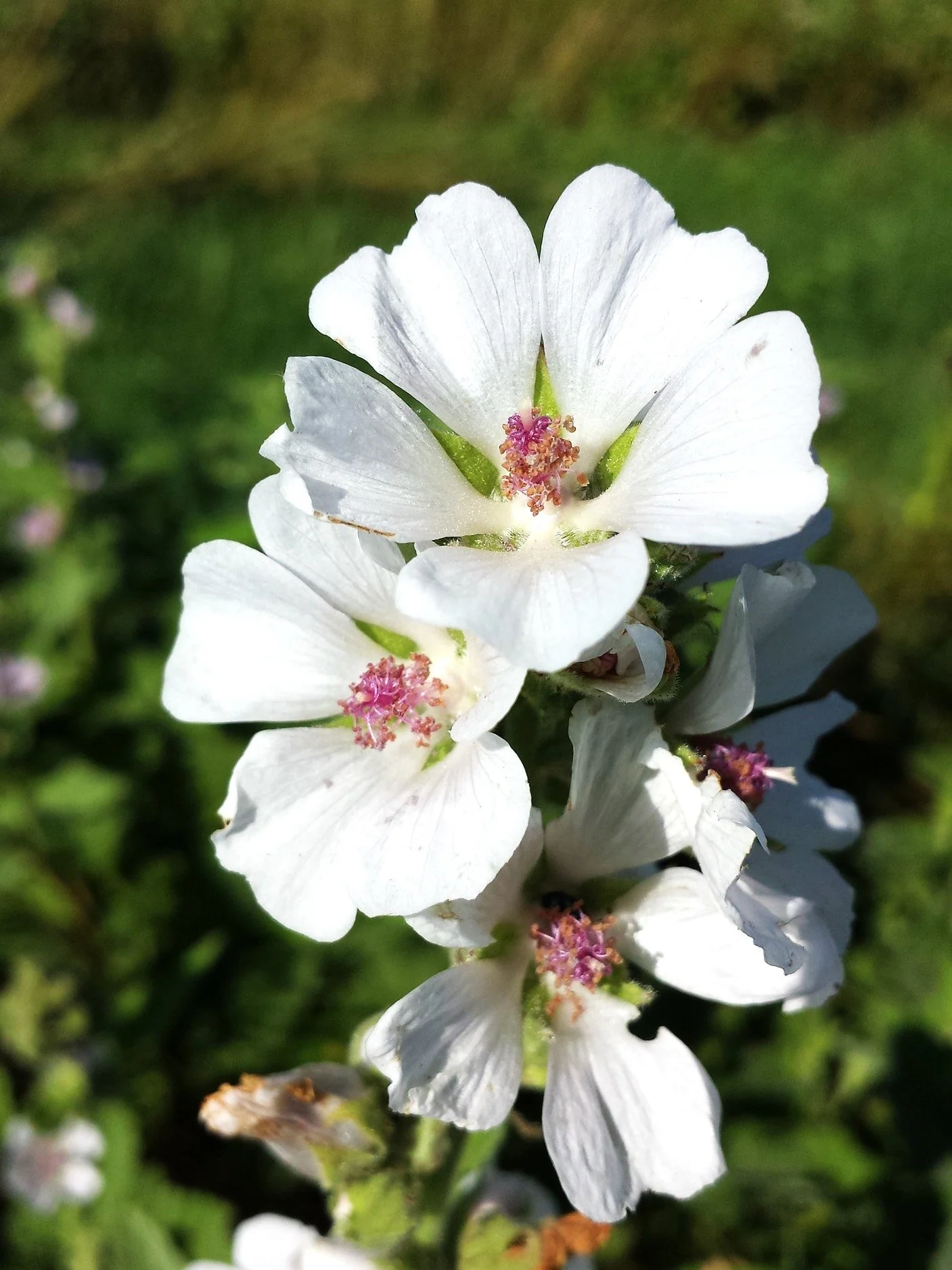 Marshmallow Plant - Image 7