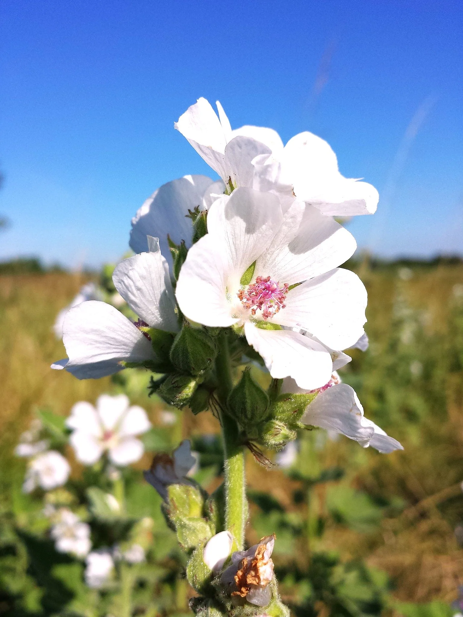 Marshmallow Plant - Image 9