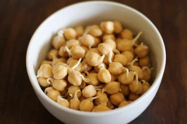 Marvel Chickpea - Image 3