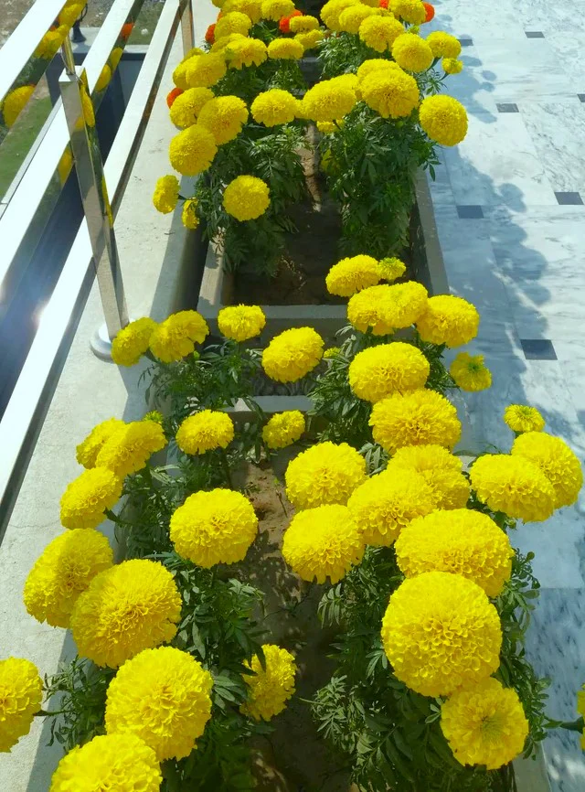 Mary Helen Yellow African Marigold - Image 11
