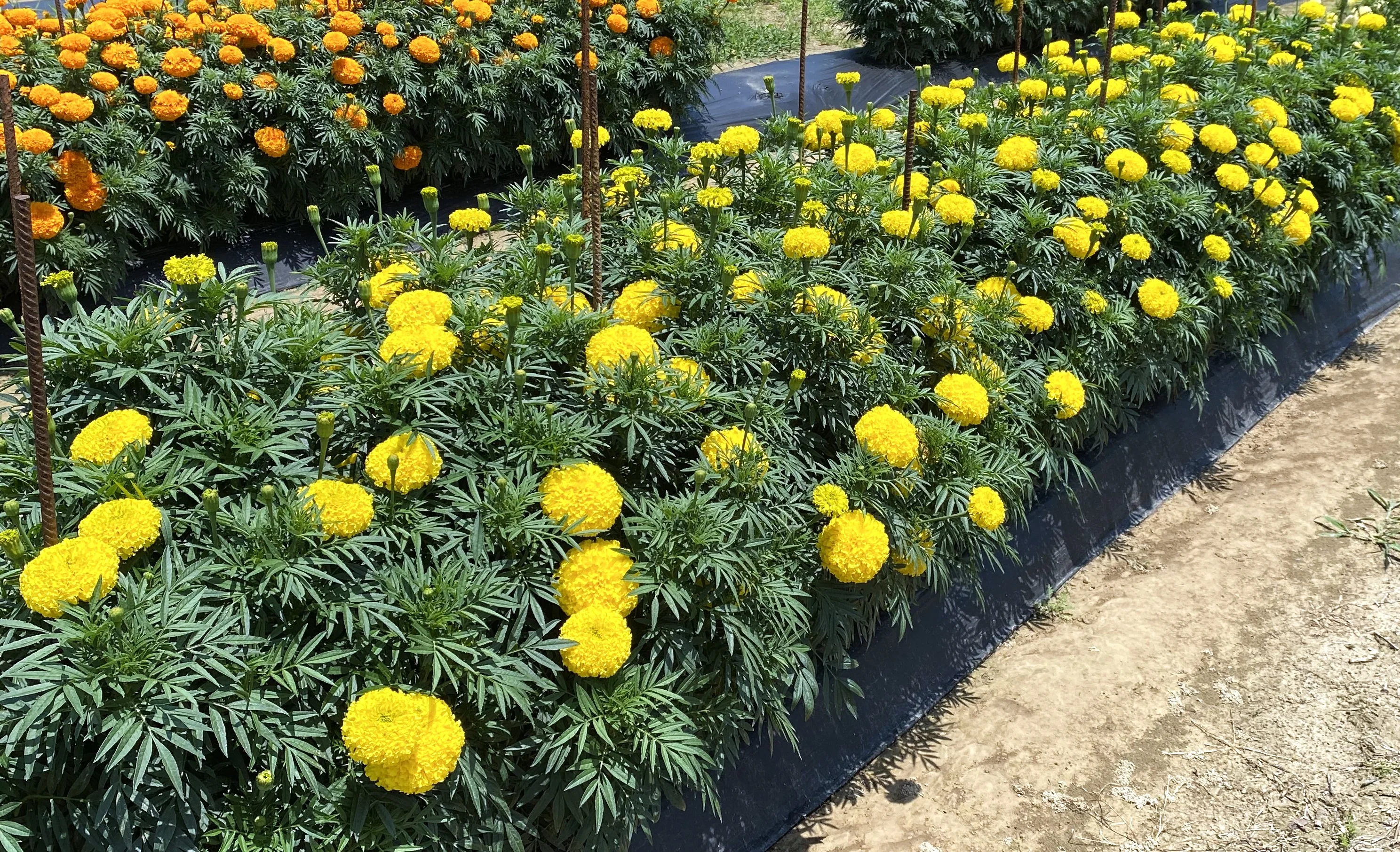 Mary Helen Yellow African Marigold - Image 3