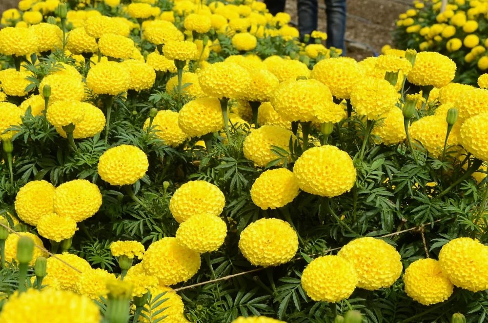 Mary Helen Yellow African Marigold - Image 4