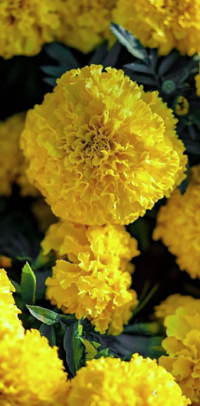Mary Helen Yellow African Marigold - Image 5