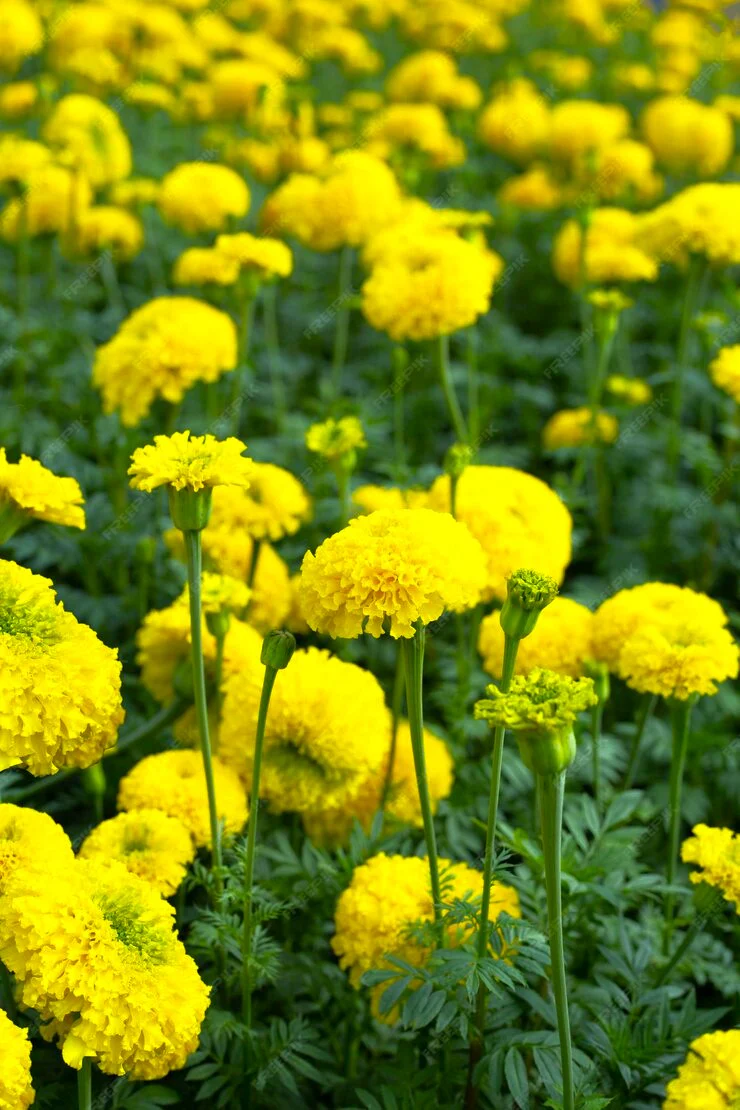 Mary Helen Yellow African Marigold - Image 6