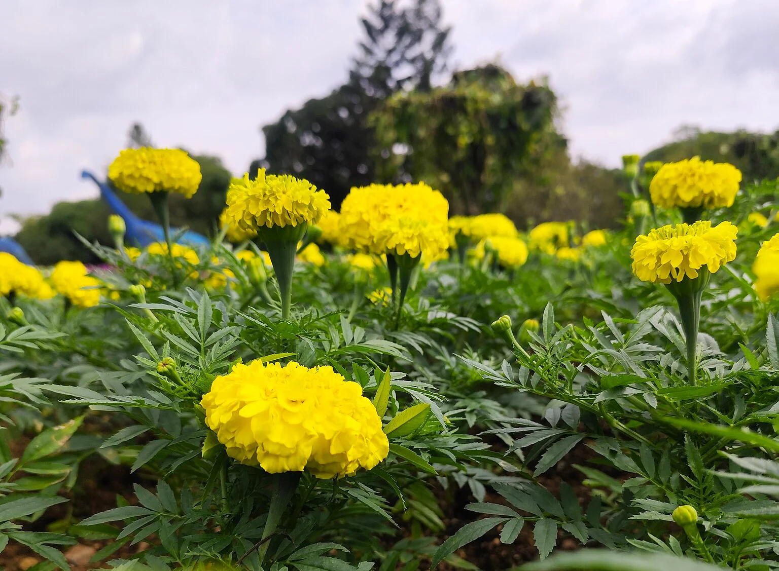 Mary Helen Yellow African Marigold - Image 7