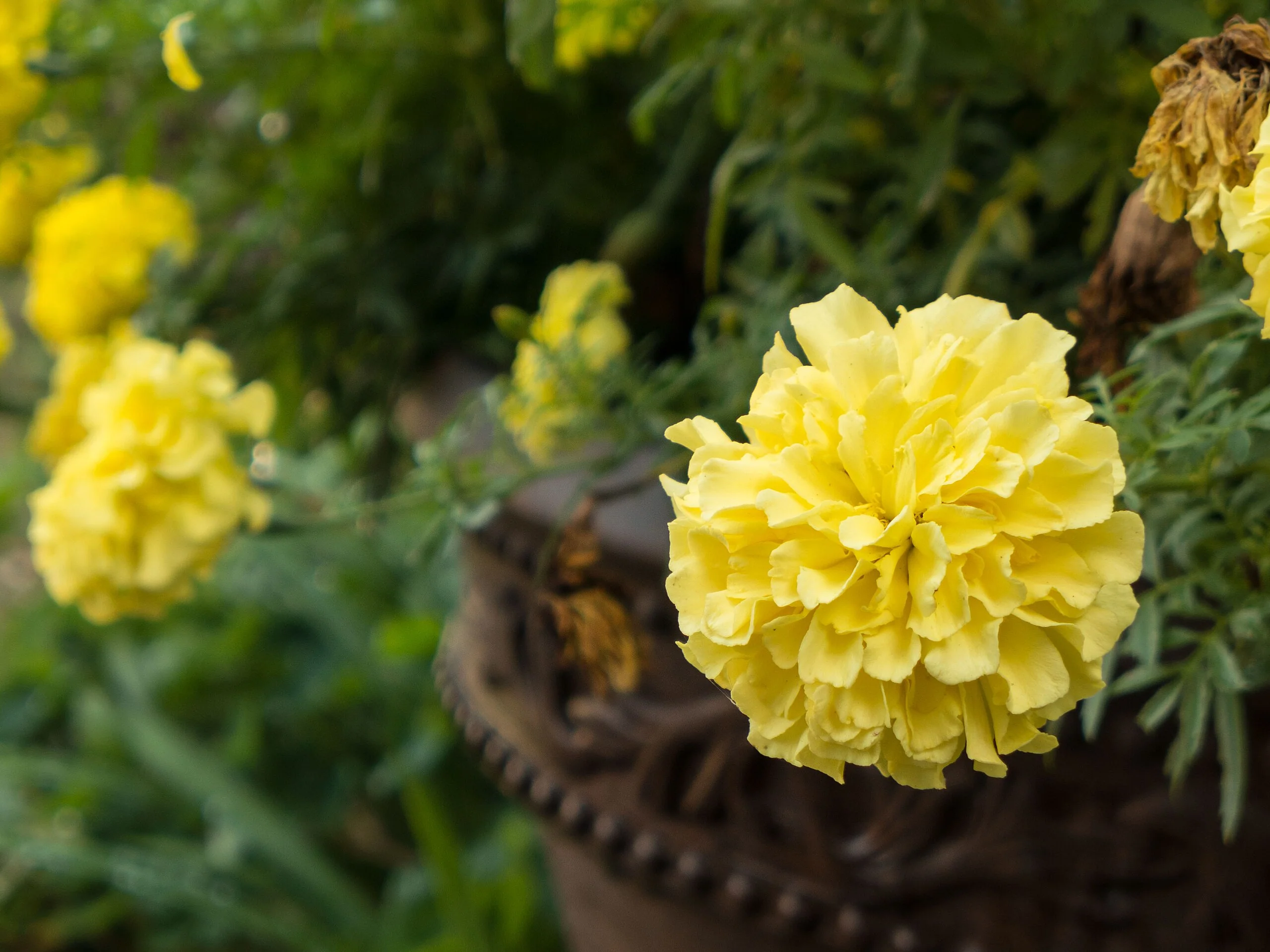 Mary Helen Yellow African Marigold - Image 8